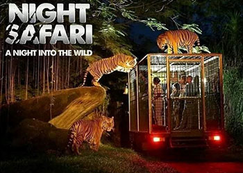 Bali Quad Bike and Night Safari Tour